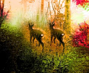 Ein Spaziergang im Wald - Nahrung für Seele und Geist