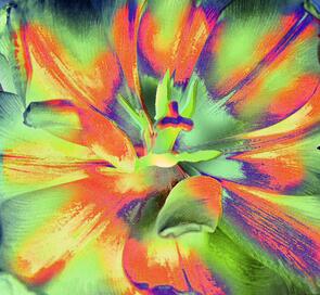 Tulpe - die Kunst des Verwelkens