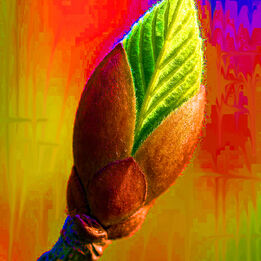 Das Wunder namens «Knospe»