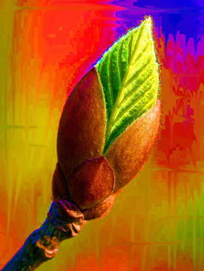 Das Wunder namens «Knospe»