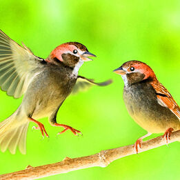 „Du lieber Spatz – warum kannst du eigentlich nicht singen?“