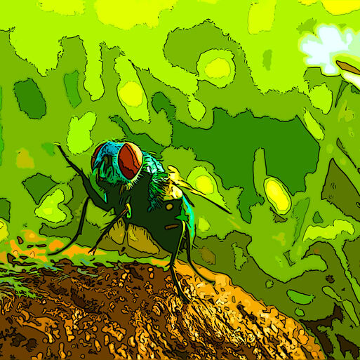 Gespräch mit einer Fliege über den Kuhfladen