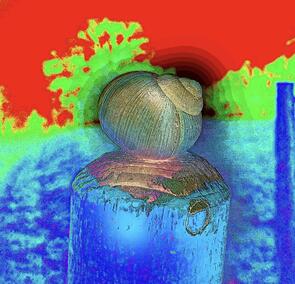 Der Thron der Schnecke – Ein stiller Moment im Februa