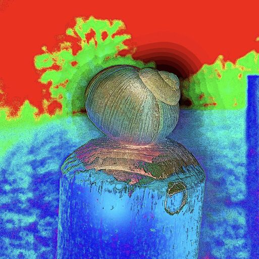 „Der Thron der Schnecke – Ein stiller Moment im Februar“
